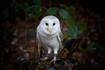 great  owl on a branch