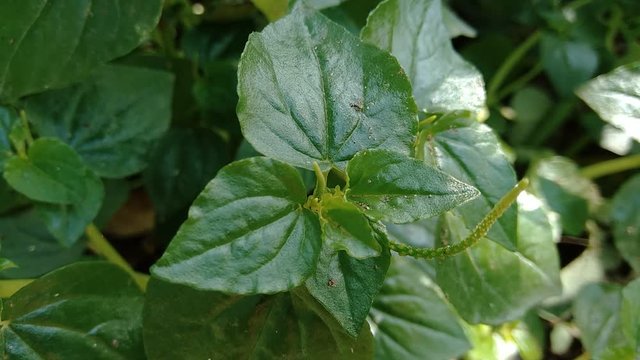 Peperomia pellucida (pepper elder, shining bush plant, and man to man) with natural background.