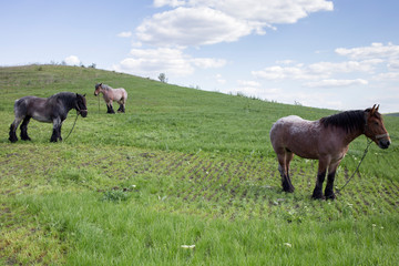 Powerful Belgian horse standing in moldavian field.