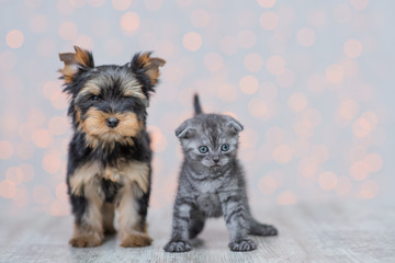 A puppy of a brown-black Yorkshire Terrier stands near a dark kitten of a Scottish breed with the coloring of a tabi