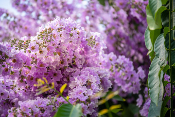 Purple flowers are blooming beautifully,select focus.