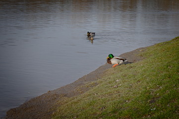 Kaczki krzyżówki na brzegu jeziora. Chorzow Park Slaski Polska © Tomek