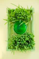Green organic wheat grass drink and young grass in the green wooden box