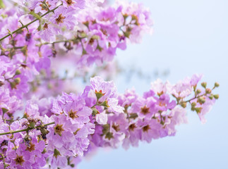 Purple flowers are blooming beautifully,select focus.