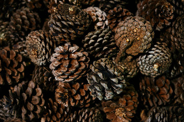 Background images of dried pine cones