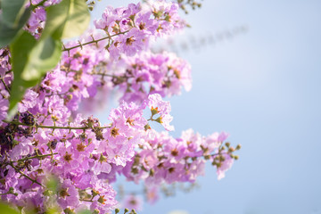 Naklejka premium Purple flowers are blooming beautifully,select focus.