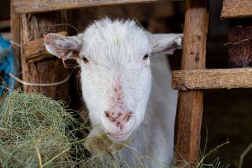 goat eats hay on a farm