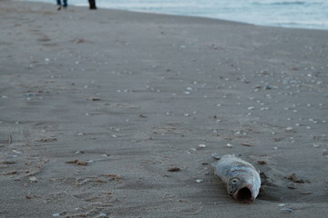 Pez muerto en la playa
