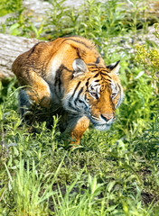 Tiger stalk