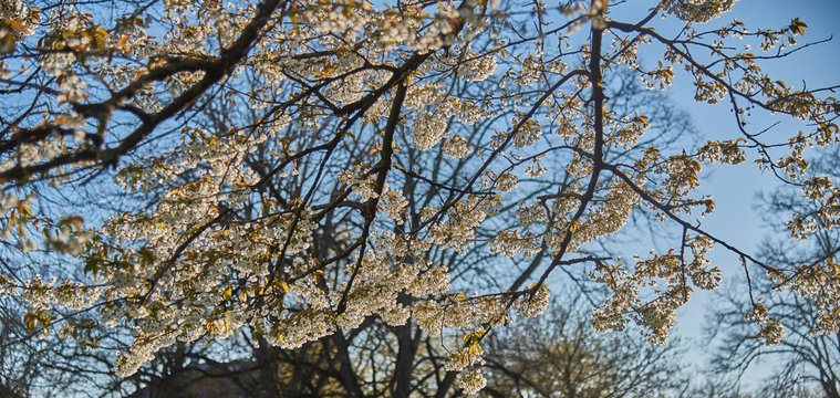 Baumbl&uuml;te im Fr&uuml;hling