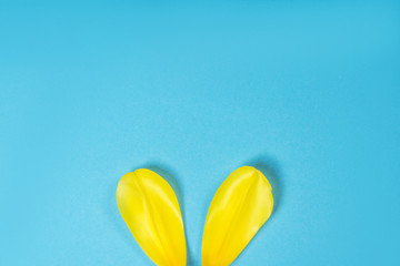 Rabbit ears made  the petals of a yellow tulip on a blue background Easter creative concept Flat lay style
