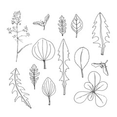 Doodle leaves. Simple organic shapes collection. Hand drawn design elements. Vector illustration