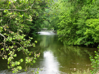 Naklejka premium Quiet River in Summer