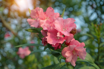 Beautiful of Oleander flower with blur background.