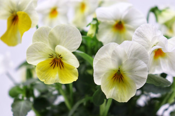 closeup of white and yellow pansies