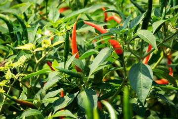 Chili Strauch