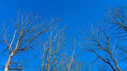 From the ground view of tree tops against clear blue sky in Czech republic