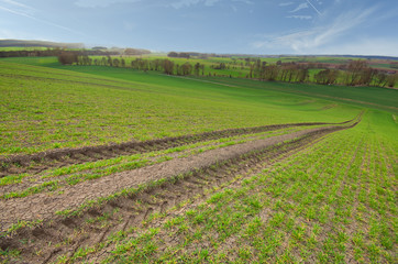 Fototapeta na wymiar Fahrgasse in einem Getreidefeld im Frühling