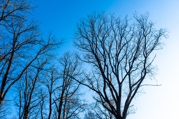 From the ground view of tree tops against clear blue sky in Czech republic