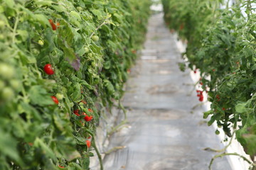 フルーツトマト狩り