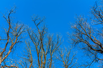 From the ground view of tree tops against clear blue sky in Czech republic