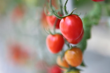 フルーツトマト狩り