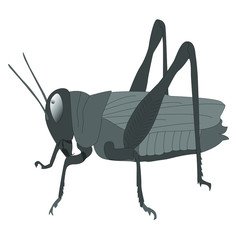 vector illustration of a grasshopper on white background