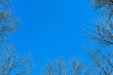 From the ground view of tree tops against clear blue sky in Czech republic