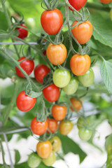 フルーツトマト狩り	
