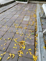 autumn leaves on pavement