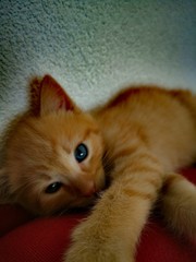 cat in bed
