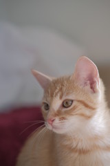 cat with blue eyes