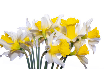 beautiful spring white and yellow daffodils on a white background