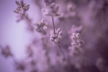 Beautiful close ups of spring colored flowers in bloom, dandelions or leaves with delicate details and gentle sun light and bokeh backgrounds.