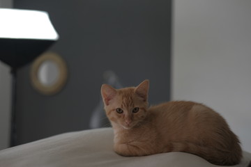cat on window
