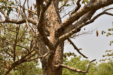 tree in spring or forest tree 