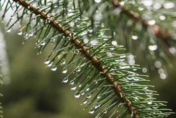 Detalle de gotas de agua sobre las ramas de un abeto en Irlanda