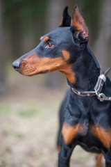 Fototapeta na wymiar Portrait of a doberman in the forest. Photographed close-up.