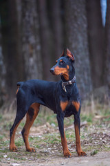 Portrait of a doberman in the forest. Photographed close-up.