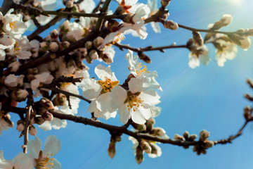 Spring blossom background. Nature blossom tree branch and sun flare on blue sky background