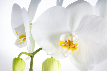 White orchid flowers on white background
