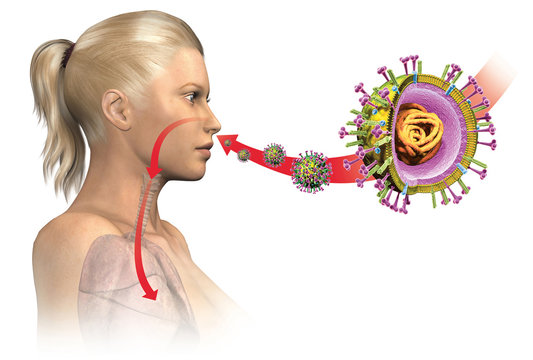 Flu. Influenza viruses with RNA, surface proteins hemagglutinin and neuraminidase,  medically 3D illustration