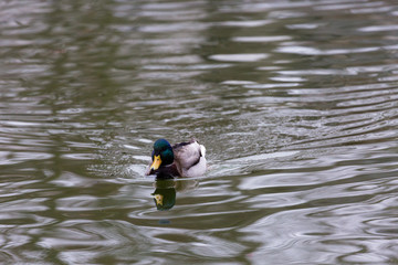 Duck swimming in lake