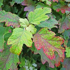 Leaves