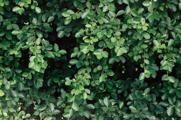 Small green leaves are growing. After the rain, water droplets on the leaves make it natural Sunshine And has a bright green natural background. selective focus.