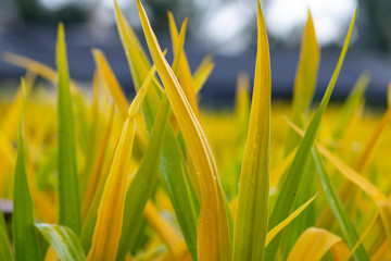 Pine screw (Pandan leaf) flowers are yellow and green. Planted as a garden to make it look glittering yellow. Small green yellow leaves. In the evening after the rain.