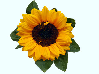 Beautiful sunflower flower