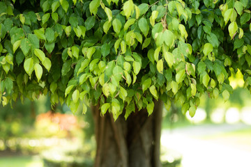 Obraz premium Medium-sized ficus tree growing Bright green leaves On the lawn in the park. Saw the trunk in the middle of the picture. copy space. The background.