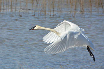 Trumpeter swans displaying courtship  behavior