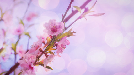 Beautiful close ups of spring colored flowers in bloom, dandelions or leaves with delicate details and gentle sun light and bokeh backgrounds.